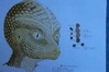alien_02.jpg