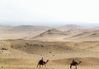 CamelsDesert.jpg