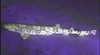 050907_glowingshark.jpg