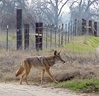 coyote_meadow.jpg