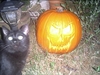pumkinandcat.JPG