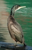 shag_gc_jan04_2.jpg