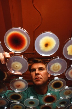 Scientist Examining Petri Dishes